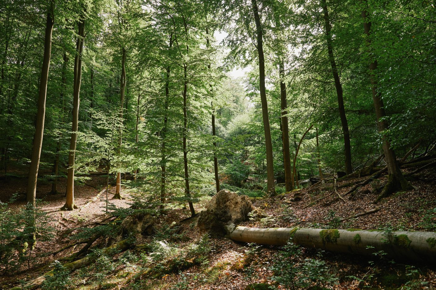 Dr. Carsten Morkel fotografiert für die ”Grüne Ausgabe“ der DB Mobil